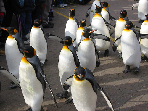 tux-pinguini-invasione.jpg