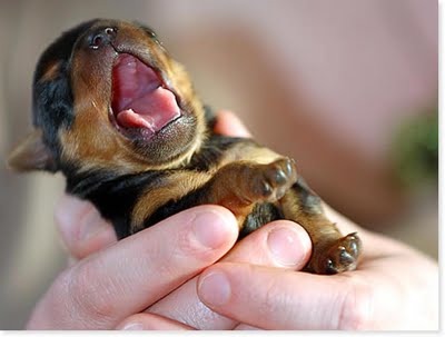 cagnolino-neonato-piccolissimo